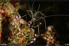 comp_75
